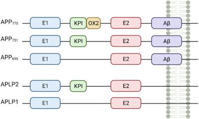 Knockdown of Amyloid Precursor Protein: Biological Consequences and Clinical Opportunities